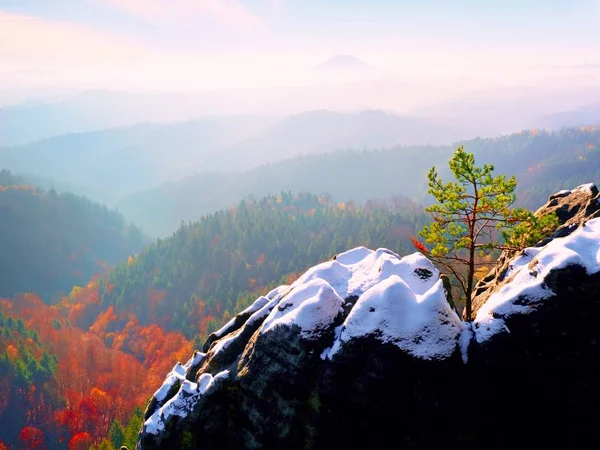 Çam arka planda kumtaşı kaya, gri bulutlar üzerinde vahşi bonsai. — Stok fotoğraf