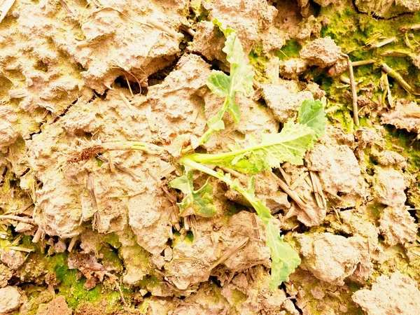 Νέοι ελαιοκράμβης (Brassica napus), γνωστό ως βιασμού ή rapaseed. Προβολή λεπτομερειών σε μικρές εγκαταστάσεις στον τομέα. — Φωτογραφία Αρχείου