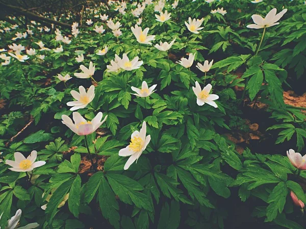 Weide vol hout anemonen in bloei, weergave close-up met grond. Bloei anemone nemorosa — Stockfoto