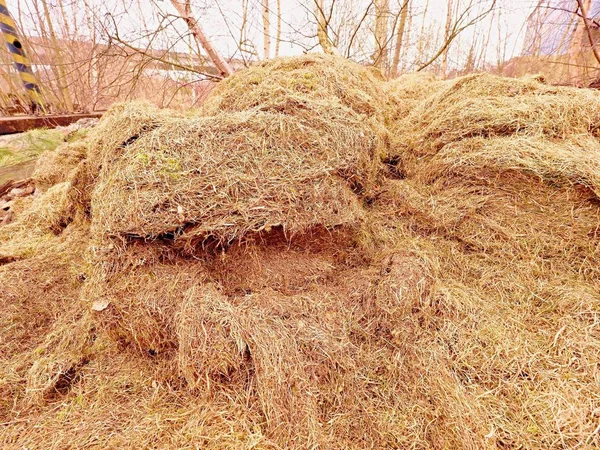 Увядание собирали траву в большой зеленый курган в углу сада. Ужасный запах биомусора — стоковое фото