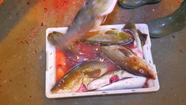 Manos masculinas envolviendo peces de bacalao recién muertos en una caja de plástico con un poco de agua con sangre. Drenando peces en la sangre. Matadero o carnicería de peces — Vídeos de Stock