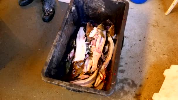 Una mano maschile getta scheletro di pesce in una cassa di plastica nera. Lo scheletro del merluzzo dopo aver rimosso il filetto dai fianchi del pesce. Gambe maschili in pesanti stivali di gomma passi intorno alla cassa . — Video Stock