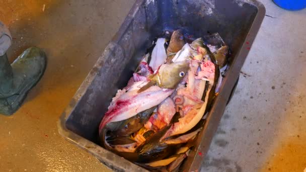 En manlig hand kastar fisk skelett i en svart plast spjällåda. Skelettet av torsk fisk när filén ur fisk höfterna. Manliga ben i tung gummi stövlar steg runt lådan. — Stockvideo