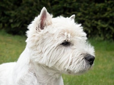 Batı dağlık beyaz korkunç bahçede taze yeşil çimenlerin üzerinde oturuyor. Köpek saatler