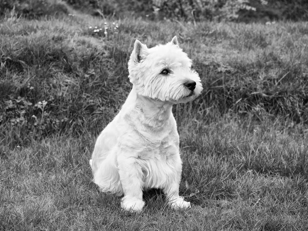 West Highland White Terrier assis sur l'herbe verte fraîche dans le jardin. Le chien regarde — Photo