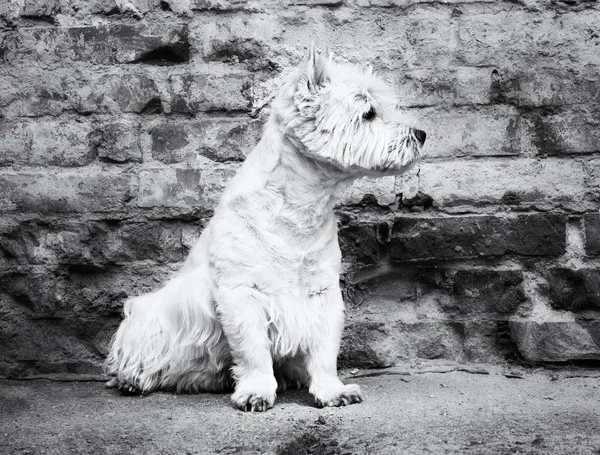 West Highland White Terrier sitting at the old brick wall. Nice contrast  of the dog hairs and contour of bricks.