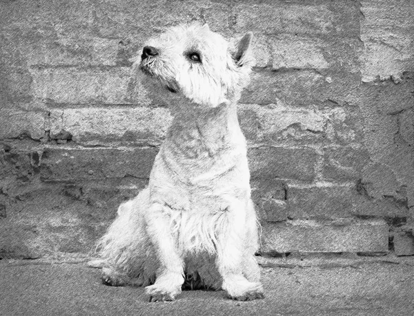 West Highland White Terrier sitting at the old brick wall. Nice contrast  of the dog hairs and contour of bricks.