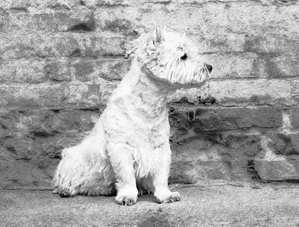 West Highland White Terrier assis au vieux mur de briques. Beau contraste des poils de chien et contour des briques . — Photo