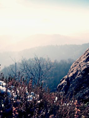 Heather Bush cliff Park üzerinde çiçek açan kırmızı mürekkeple kar. Uzun Vadisi sonbahar sis tam ile tepelik kırsal.