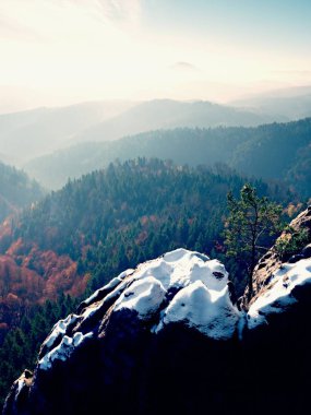 çam arka planda kumtaşı kaya, gri bulutlar üzerinde vahşi bonsai. 