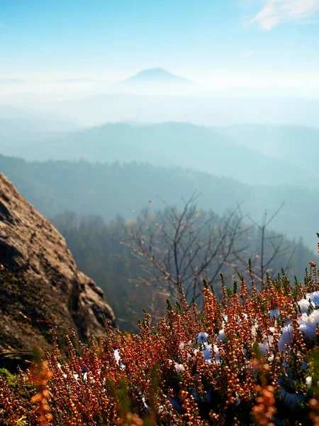 Neige à l'encre rouge floraison de bruyère sur la falaise dans le parc. Campagne montagneuse avec longue vallée pleine de brouillard automnal . — Photo