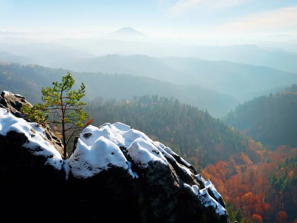 Divoké bonsai borovice na pískovcových skalách, šedé mraky, v pozadí. — Stock fotografie