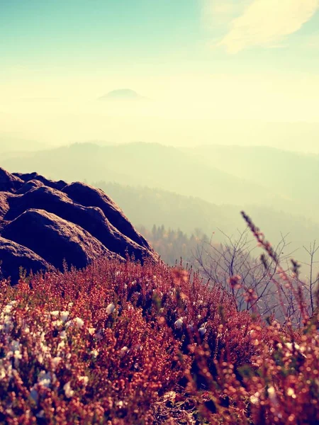 Snow in ink red blooming of heather bush on cliff in park. Hilly countryside with long valley full of autumn fog.