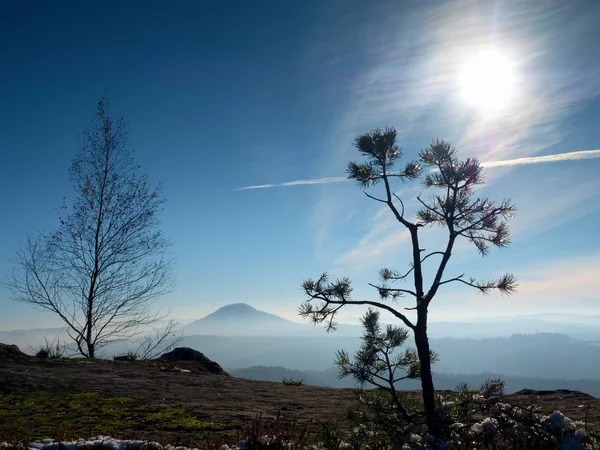 Divoké bonsai borovice na pískovcových skalách, šedé mraky, v pozadí. — Stock fotografie