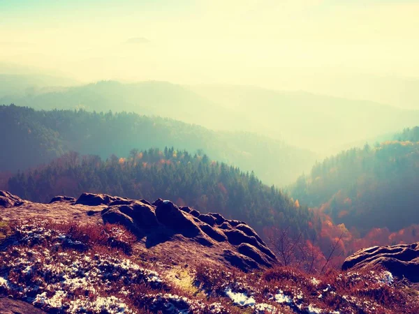 Sníh v barvě červené, kvetoucí vřes Bushe na útesu v parku. Kopcovitá krajina s dlouhým údolím plným podzimní mlha. — Stock fotografie