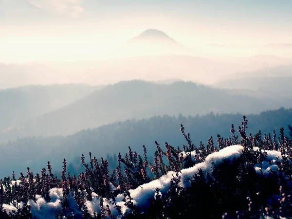 Sneeuw in inkt rode bloei van de Heide bush op klif in park. Heuvelachtig landschap met lange vallei vol herfst mist. — Stockfoto