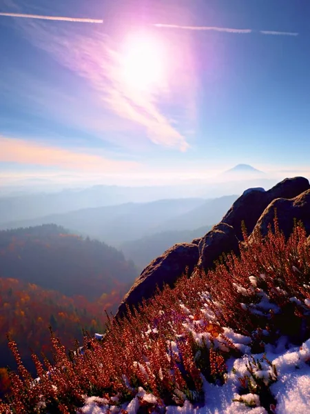 Heather Bush cliff Park üzerinde çiçek açan kırmızı mürekkeple kar. Uzun Vadisi sonbahar sis tam ile tepelik kırsal. — Stok fotoğraf