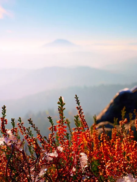 Neige à l'encre rouge floraison de bruyère sur la falaise dans le parc. Campagne montagneuse avec longue vallée pleine de brouillard automnal . — Photo