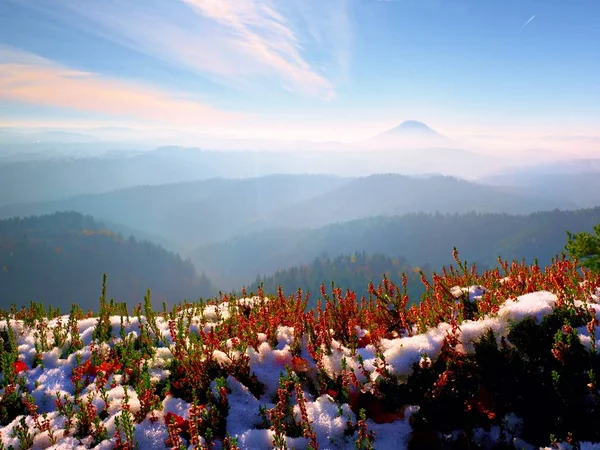 Neige à l'encre rouge floraison de bruyère sur la falaise dans le parc. Campagne montagneuse avec longue vallée pleine de brouillard automnal . — Photo