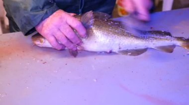 Cod, morina. Lastik iş giyisi ölçekler bir dosyalama masada bir tel fırça ile kaldırma güçlü adam. El ile deniz balığı, Balık Firma çalışma kapatın. Kaldırılan ölçekler ve masanın üzerinde kan.