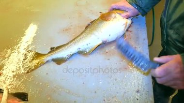 Cod, morina. Lastik iş giyisi ölçekler bir dosyalama masada bir tel fırça ile kaldırma güçlü adam. El ile deniz balığı, Balık Firma çalışma kapatın. Kaldırılan ölçekler ve masanın üzerinde kan.