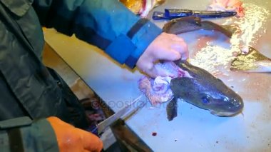 Cod, morina. Lastik iş giyisi ölçekler bir dosyalama masada bir tel fırça ile kaldırma güçlü adam. El ile deniz balığı, Balık Firma çalışma kapatın. Kaldırılan ölçekler ve masanın üzerinde kan.