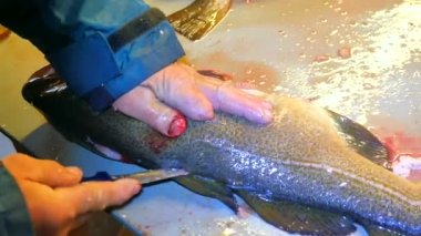 Cod, morina gutting işçi elleri. Lastik iş giyisi giyen bir adam taze yakalanmış balıklar filleting. Dorsal kesim ve et ayrılması iskelet, cesaret kaldırma. Balık çiftliği kasap.