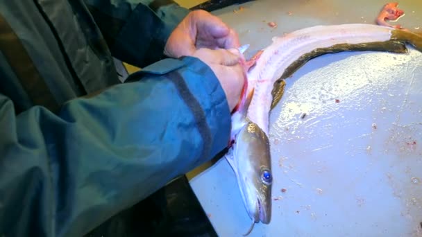 Τα χέρια του εργάτης εκσπλαχνισμός κοινή ling, η Λινγκ ψάρια (ποντικόψαρου ποντικόψαρου). Ένας χειριστής φορούν ρούχα από καουτσούκ φιλέτα φρέσκο ψάρι. Ραχιαία κόψιμο και ο διαχωρισμός κρέας από σκελετό, αφαίρεση κότσια. — Αρχείο Βίντεο