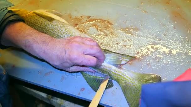 Hands of worker gutting cod, the codfish. A man wearing rubber working clothes is filleting freshly caught fish. Dorsal cut and separation of meat from skeleton, removing guts. Fish farm slaughterer. — Stock Video