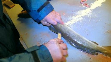 Eller işçi gutting ortak Ling ling (Molva molva) Balık. Bir işleç aşınma lastik kıyafetleri yakalanan taze balıklar filleting. İskelet, cesaret kaldırma dorsal kesim ve ayırma et.