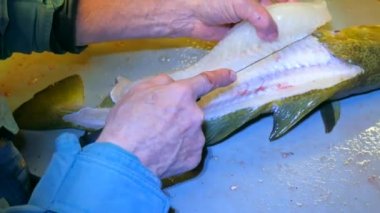 Cod, morina. Lastik iş giyisi ölçekler bir dosyalama masada bir tel fırça ile kaldırma güçlü adam. El ile deniz balığı, Balık Firma çalışma kapatın. Kaldırılan ölçekler ve masanın üzerinde kan.