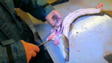 Eller işçi gutting ortak Ling ling (Molva molva) Balık. Bir işleç aşınma lastik kıyafetleri yakalanan taze balıklar filleting. İskelet, cesaret kaldırma dorsal kesim ve ayırma et.