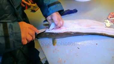 Eller işçi gutting ortak Ling ling (Molva molva) Balık. Bir işleç aşınma lastik kıyafetleri yakalanan taze balıklar filleting. İskelet, cesaret kaldırma dorsal kesim ve ayırma et.