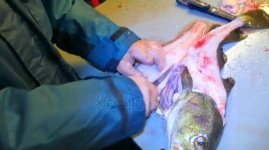 Cod, morina. Lastik iş giyisi ölçekler bir dosyalama masada bir tel fırça ile kaldırma güçlü adam. El ile deniz balığı, Balık Firma çalışma kapatın. Kaldırılan ölçekler ve masanın üzerinde kan.
