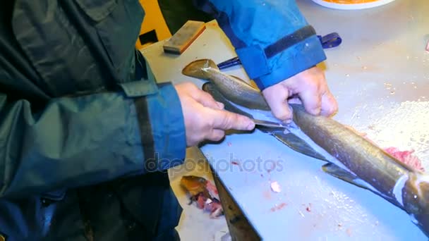 Hands of worker gutting Common ling, the ling fish (Molva molva). A operator wear rubber clothes is filleting freshly caught fish. Dorsal cut and separation meat from skeleton, removing guts. — Stock Video