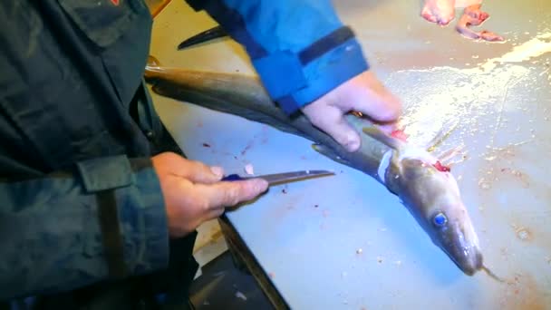 Hands of worker gutting Common ling, the ling fish (Molva molva). A operator wear rubber clothes is filleting freshly caught fish. Dorsal cut and separation meat from skeleton, removing guts. — Stock Video