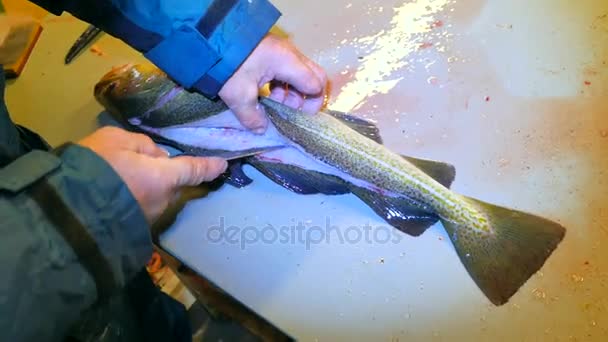 Bacalhau, o bacalhau. Homem forte na roupa de trabalho de borracha que retira escalas com uma escova de arame em uma mesa de arquivamento. Close up de mão trabalhando com peixes do mar, empresa de peixe. Escalas removidas e sangue na mesa . — Vídeo de Stock