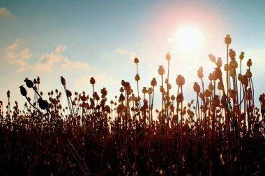 Akşam alan haşhaş başkanları. Tarlada çiçekler kuru, sıcak güneşin altında arka plan