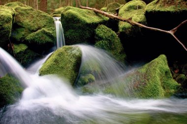 Torrent,  mountain stream with mossy stones, hard rocks and fallen tree. clipart