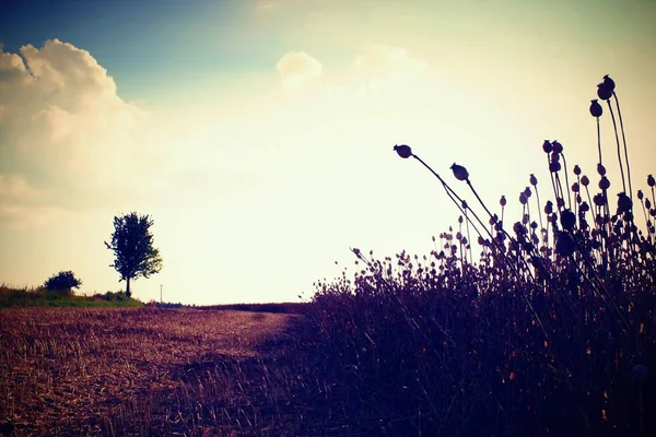 Evening field of poppy heads, sunset above. Dry flowers are waiting harvesting — Stock Photo, Image