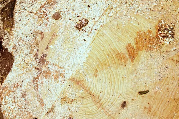 Árbol de aliso cortado con anillo anual, serrín y trozos de corteza. Detalle del tocón del árbol — Foto de Stock