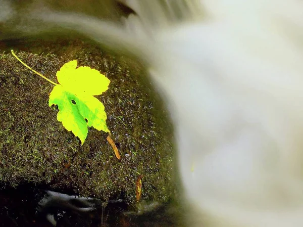 Autumn colorful leaf. Castaway on wet slipper stone in stream — Stock Photo, Image