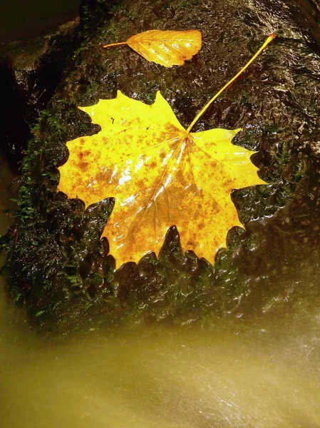 Autumn colorful leaf. Castaway on wet slipper stone in stream — Stock Photo, Image