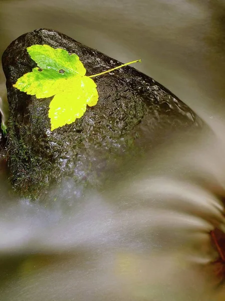 Jesienny kolorowy liść. Rozbitek na mokrym kamieniu pantofelka w strumieniu — Zdjęcie stockowe