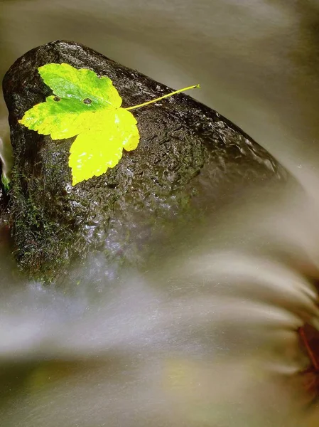 Feuille colorée d'automne. Castaway sur la pierre de pantoufle humide dans le ruisseau — Photo