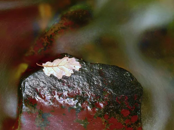 Feuille colorée d'automne. Castaway sur la pierre de pantoufle humide dans le ruisseau — Photo