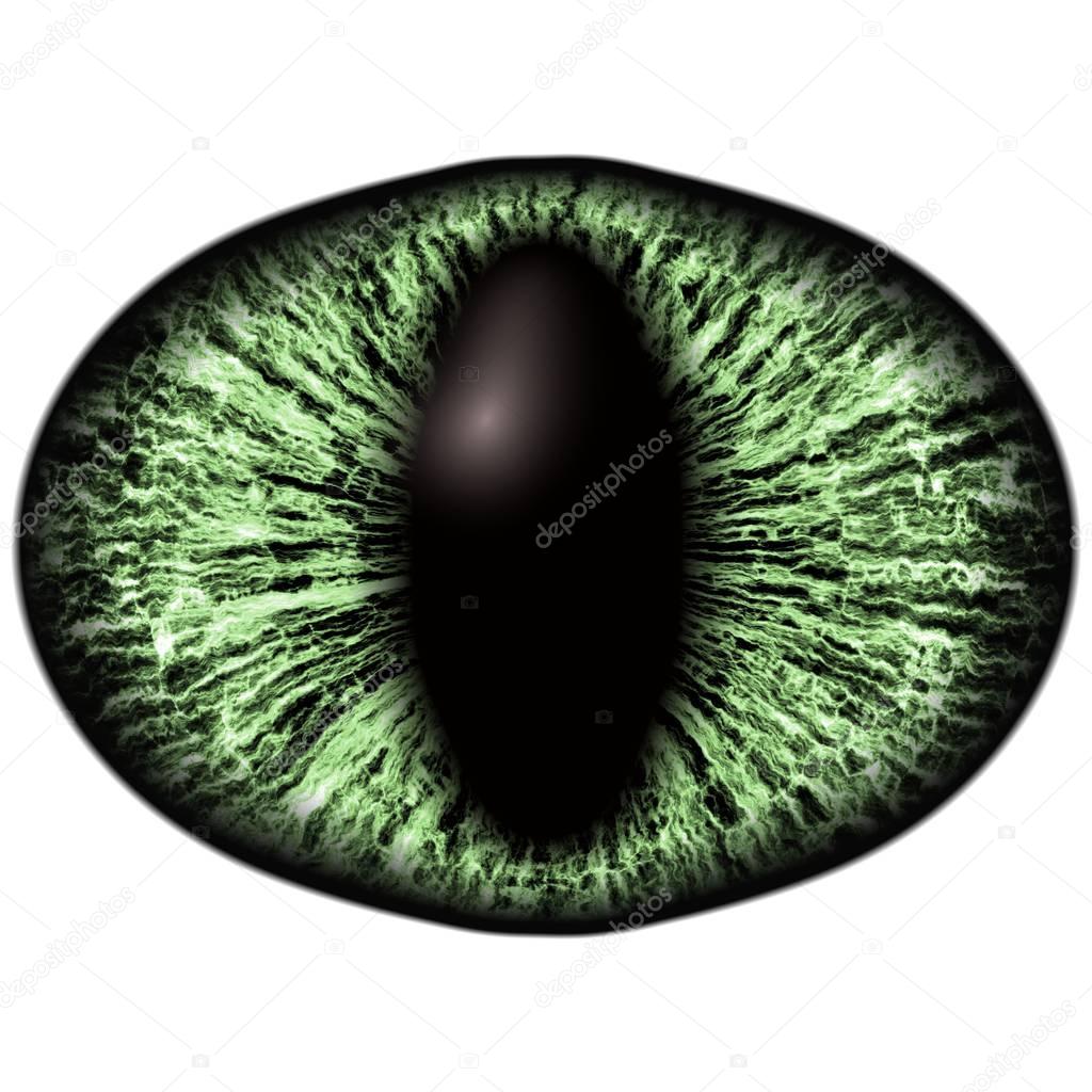 Strange green eye of feline animal with colored iris. Detail view into isolated predator eye bulb