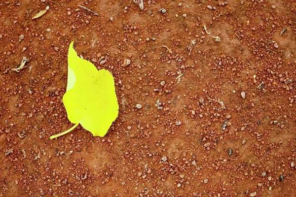 Yellow birch leaf an tennis court. Crushed bricks surface.