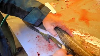 Temizlik ve taze deniz Morina balığı bir aile fabrikasında filleting işçi. Dorsal kesim ve ayırma fileto balık kemikleri, cesaret kaldırma gelen. 