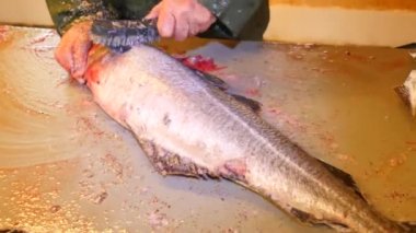 Cod, coalfish. Hızlı ölçekler bir dosyalama masada bir tel fırça ile kaldırılıyor. Güçlü erkek görünümünü Deniz balığı ile çalışma eller. Kaldırılan ölçekler ve masanın üzerinde kan. 